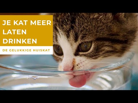 Video: Waarom Drink Die Kat Baie?