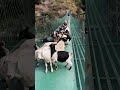 From zero to goat farmer  #agrobusiness #goat #theothersideofmakebelieve