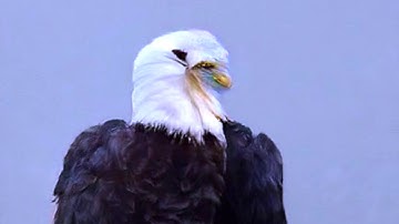 Splotches: synthstrom deluge - elektron analog four - ASM hydrasynth : live techno