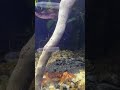 サワガニの散歩 #shorts #テラリウム #アクアリウム