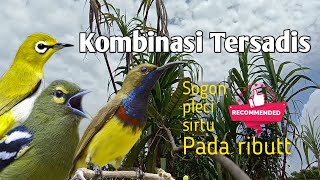 SUARA PIKAT BURUNG KOMBINASI ( sogo ontong, pleci, sirtu/cipoh )