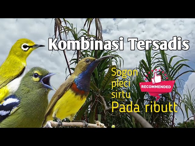 SUARA PIKAT BURUNG KOMBINASI ( sogo ontong, pleci, sirtu/cipoh ) class=