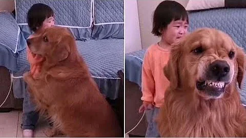 Dog Protects Little Girl From Being Scolded by Her Mother - DayDayNews