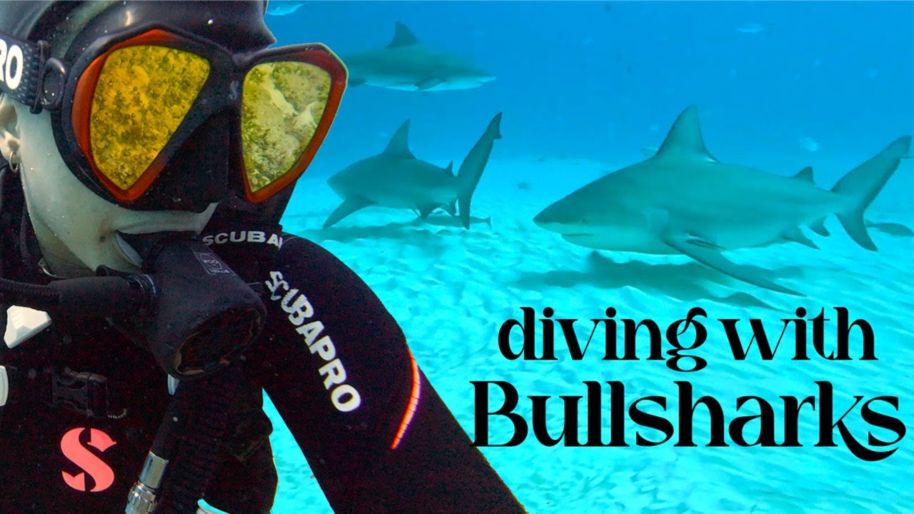Caro's own underwater footage of a bull shark passing at El Jardin, Playa del Carmen, filmed with a DJI Osmo Action 3.