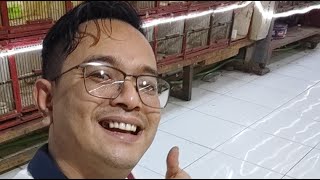 wow mantap obrolannya ini orang harga burung kok bisa murahnya kayak gini