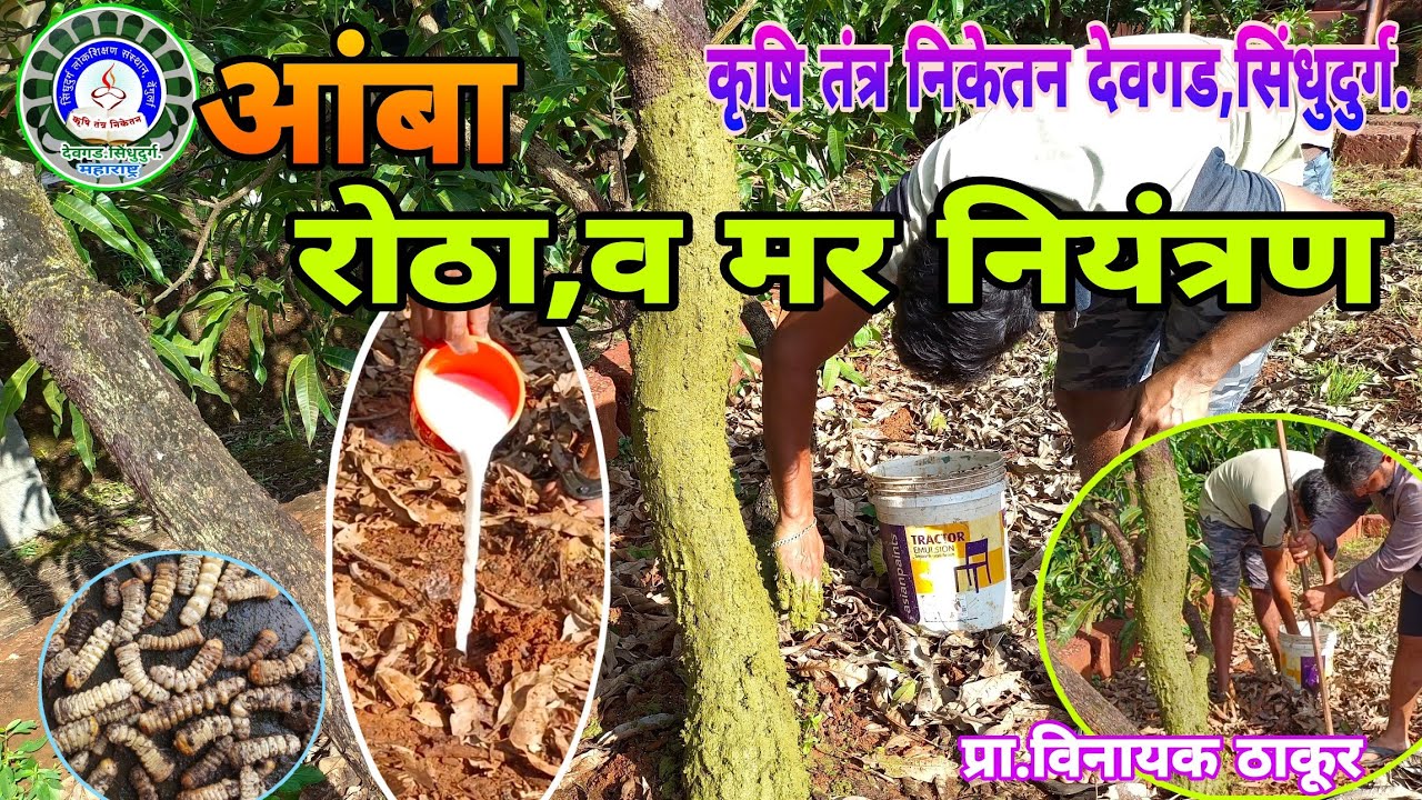आंबा रोठा (खोडकीड)भिरुड व मर नियंत्रण /Mango Stem Borer