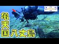 【八丈島】ダイビング編|亀に会いたきゃ八丈へ行くのだ!ダイビングショップ・アラベスク
