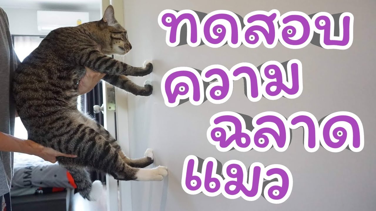 ทดสอบแมว ว่าแมวที่บ้านฉลาดไหม ถ้าฉลาดเท้าต้องยันกำแพงจริงเหรอ | Calmly Cat