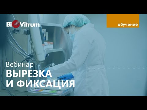 Вырезка и фиксация образцов: вебинар