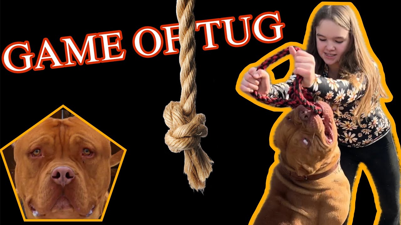 XL BULLY AND ALLI PLAY TUG 😯 xlbully tugofwar YouTube