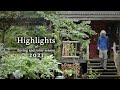 Wind through my garden and cabin / Highlights of Spring and rainy season 2021