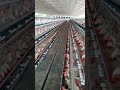 amazing Poultry farming #shorts #poultryfarming