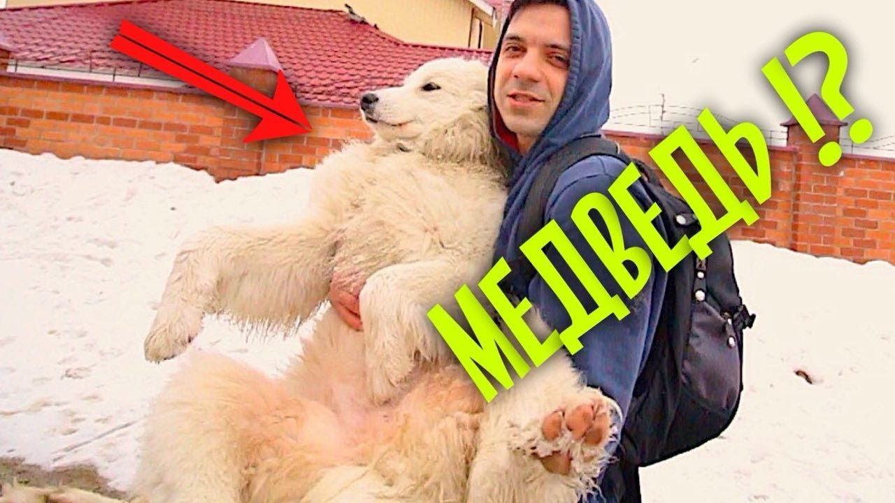 Это медвежонок Умка, а не собака!?? Искупал дворняжку. - YouTube