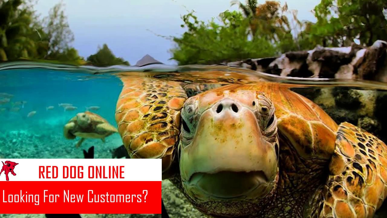 Buy This Video Commercial - Full PLR Rights -    Pet Grooming