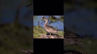 Blue Winged Teal