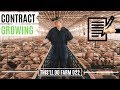 CONTRACT Pig Farming For Beginners | This'll Do Farm Vlog 022