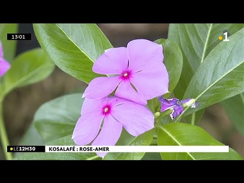 Vidéo: Montre Amère à Trois Feuilles