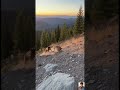 Kill Defender: Lynx Ambushed by Domestic Dog in Brutal Showdown |Predator Pulse| #wildlife #shorts