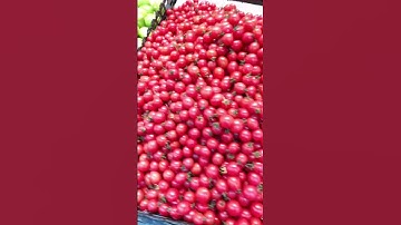 Sweet and juicy cherry tomato #shorts #satisfying #fruit