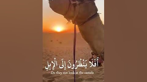 تلاوة خاشعة من سورة الغاشية اكتب شيء تؤجر عليه#فيديوهات #دينيه #اسلامية