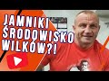 Jamniki niech lepiej nie wychodzą w środowisko wilków!