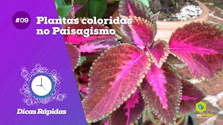 Dicas de plantas com folhagens coloridas para ter no seu jardim - thptnganamst.edu.vn