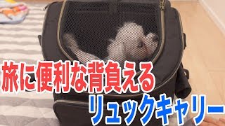 犬を入れて背負えるリュックキャリーを買いました！旅行で大活躍