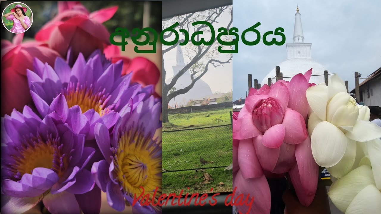 Valentine's day | anuradapuraya | අනුරාධපුරය | ruwanwelimahaseya 🙏🌸