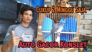 CARA MERAWAT KEHICAP RANTING|| Cukup 2 Minggu Bisa GACOR dan Voer Total