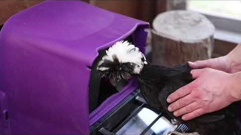 ChickBox Lite Purple Rollaway Nest Box Installation Instructions