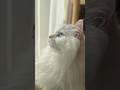 本当におじさん!?誰をも虜にする危険なブルーアイズの猫♡ #ショート #shorts #cats #cat #猫 #保護猫 #元野良猫 #cat #cats #catlover #catlife