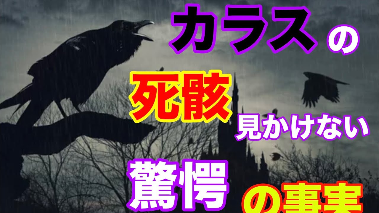 カラスの死骸を見かけない真の理由を徹底解説 - YouTube