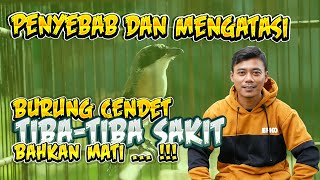Causes and How to Treat Tetelo Cendet Birds and also Murai Batu Kacer or Cucak Hijau