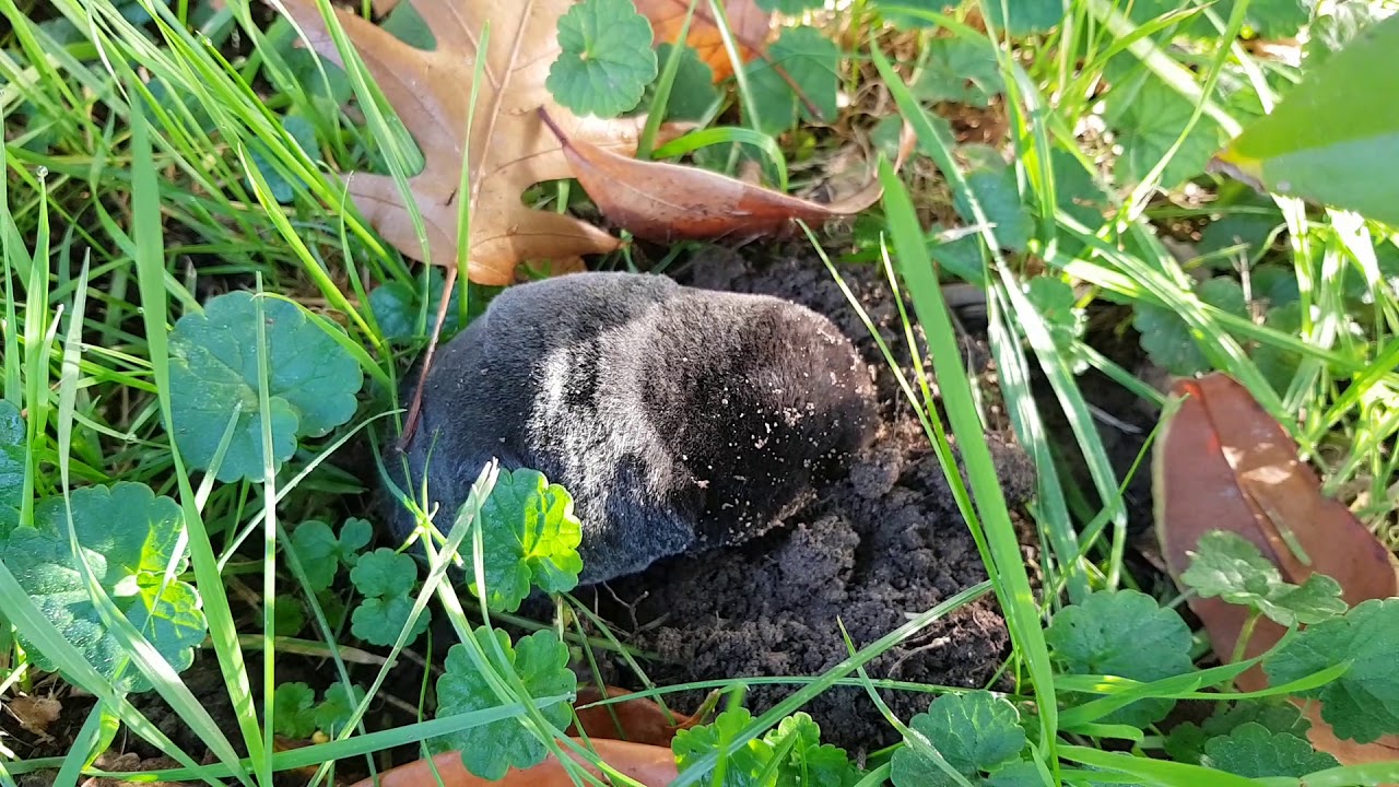 Der Maulwurf in meinem Garten 1 YouTube