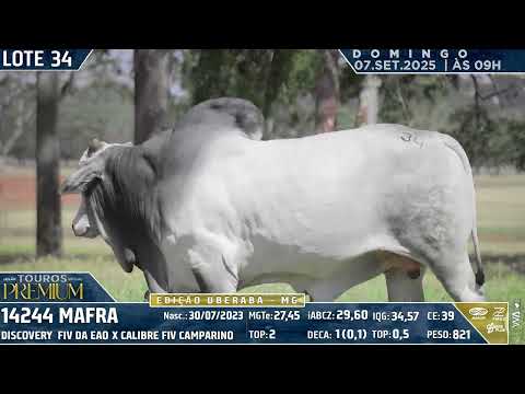 LOTE 34