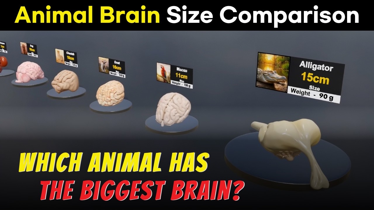 Snake Brain Size 10 Animals, 10 Brain Sizes, Animal Brain Size Comparison - YouTube