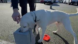 Washington State Patrol: K9 Training Day