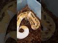 🐍 Unreal Ball Python Patterns! 😍 #BallPython #PythonMorphs #SnakeLovers #ReptileContent