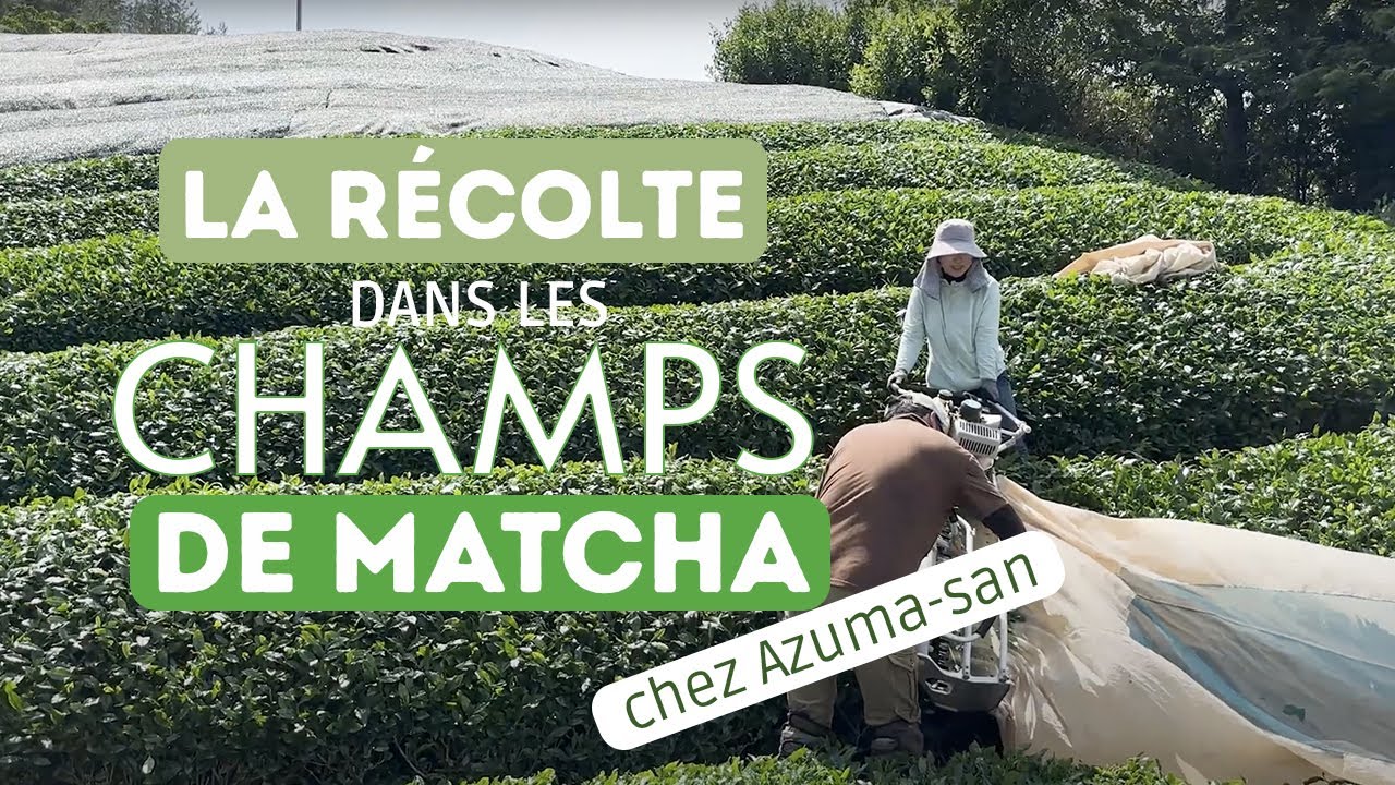 Récolte du thé matcha chez Azuma-san - Kumiko Matcha