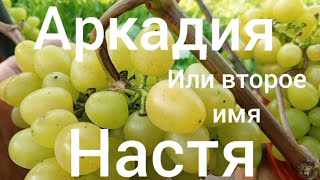 Виноград  Аркадия на 3 сентября 2025 г.