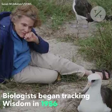 World's Oldest-Known Bird Pregnant Again