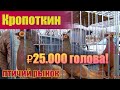 Голубь по цене автомобиля! Кропоткин. Часть 7. [28.11.2021]