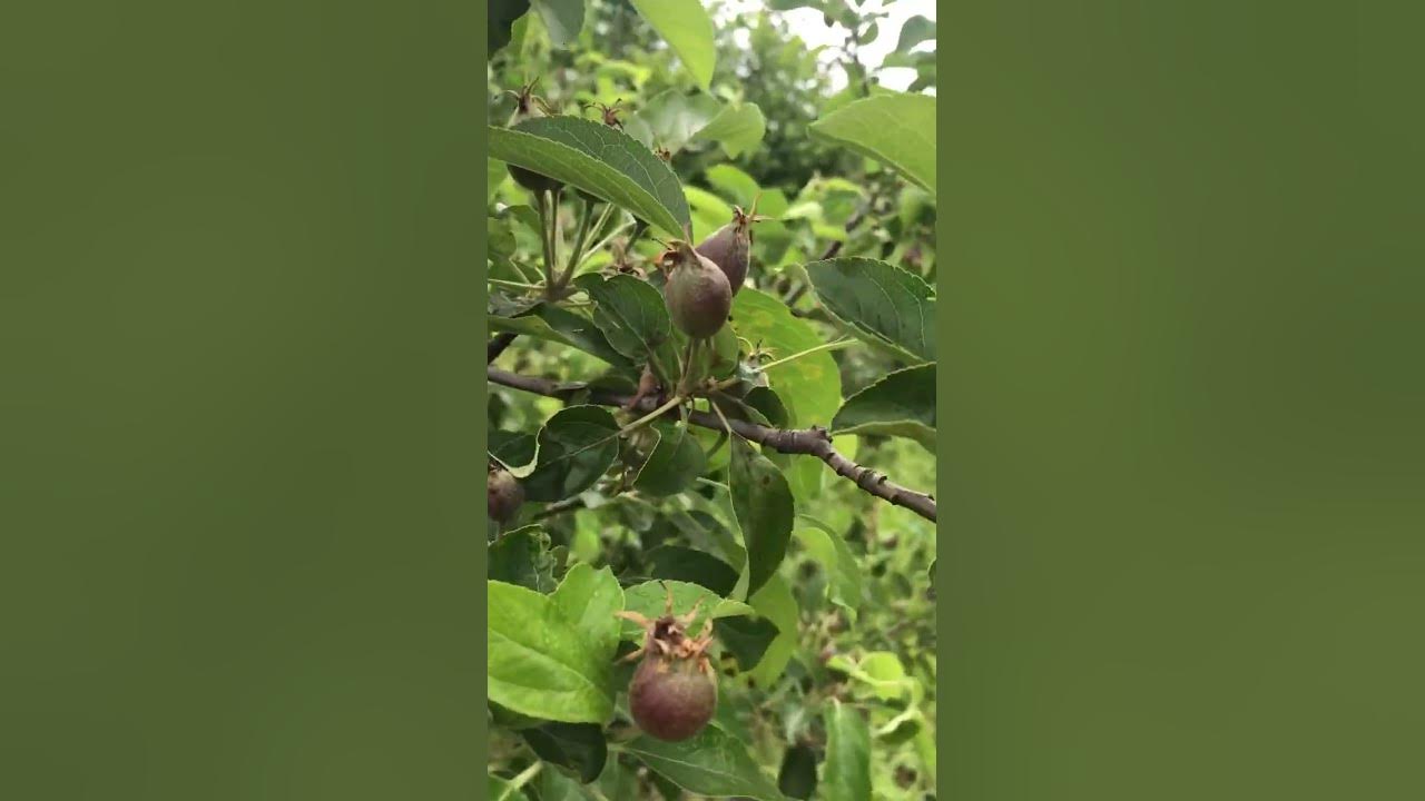#Яблоня#надаче#мояяблоня - YouTube