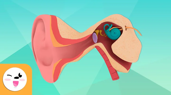 The Human Ear and Its Parts - The Senses for Kids - DayDayNews