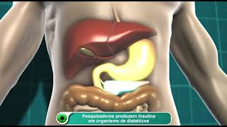 Researchers produce insulin in the bodies of diabetics