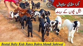 Very Beautiful Beetal Goat Baby Kids | Bakra Mandi Sahiwal | Beetal Amritsari & Nagra Goats