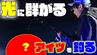 船から夜の海にライトを照らすと・・・？