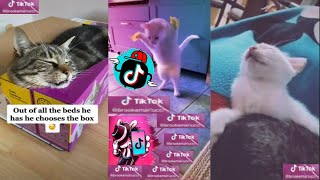 Cats being cat dank memes tiktok compilation тew tik tok fpv