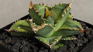 アガベ　チタノタ　多聞天　天芽 20260424 アガベ・チタノタ 鰐亀（芽）-037｜agave titanota alligator