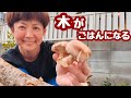 切った木が、また命になる日